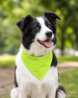Fotografía de Bandana para perros pistacho y plomo de ThePetLover