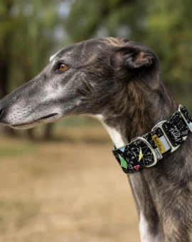 Fotografía de Collar martingale Matemáticas de ThePetLover