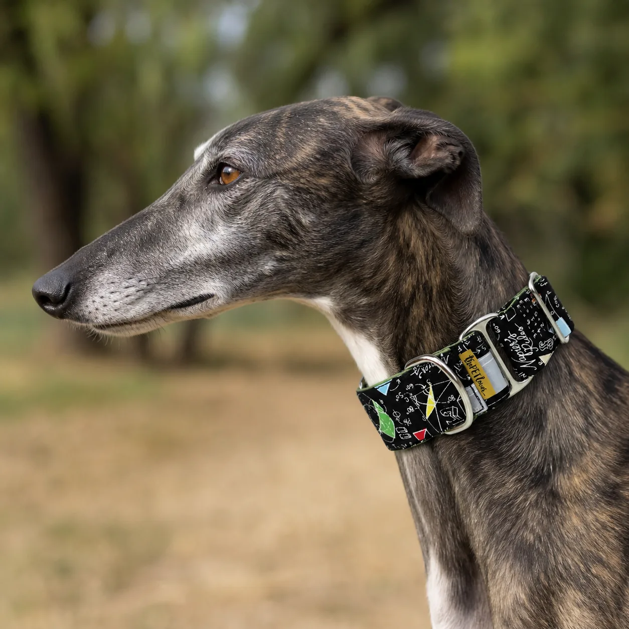 Fotografía de Collar martingale Matemáticas de ThePetLover