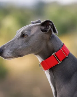 Fotografía de Collar martingale Rojo de ThePetLover