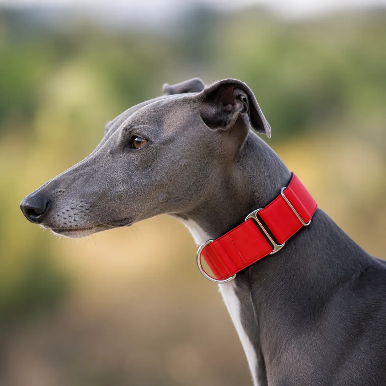 Fotografía de Collar martingale Rojo de ThePetLover