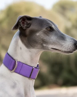 Fotografía de Collar martingale lila de ThePetLover