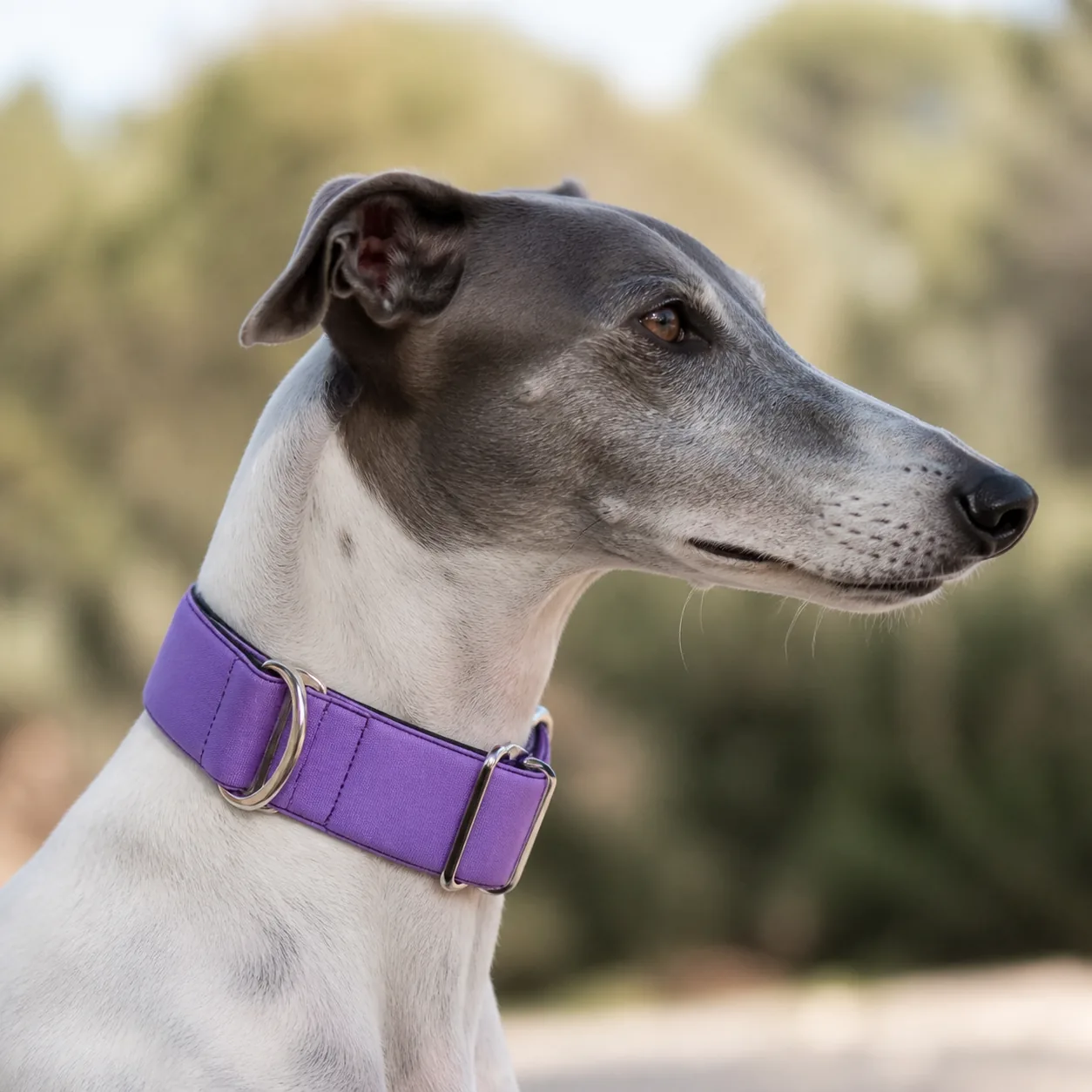 Fotografía de Collar martingale lila de ThePetLover