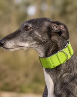 Fotografía de Collar martingale Pistacho y plomo de ThePetLover