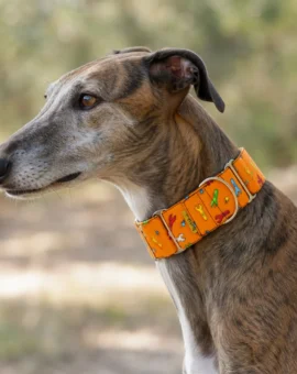 Fotografía de Collar martingale Herramientas de ThePetLover