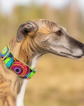 Fotografía de Collar martingale círculos multicolor de ThePetLover