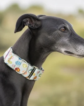 Fotografía de Collar martingale botones de ThePetLover