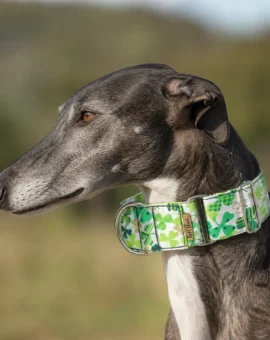 Fotografía de Collar martingale tréboles de ThePetLover