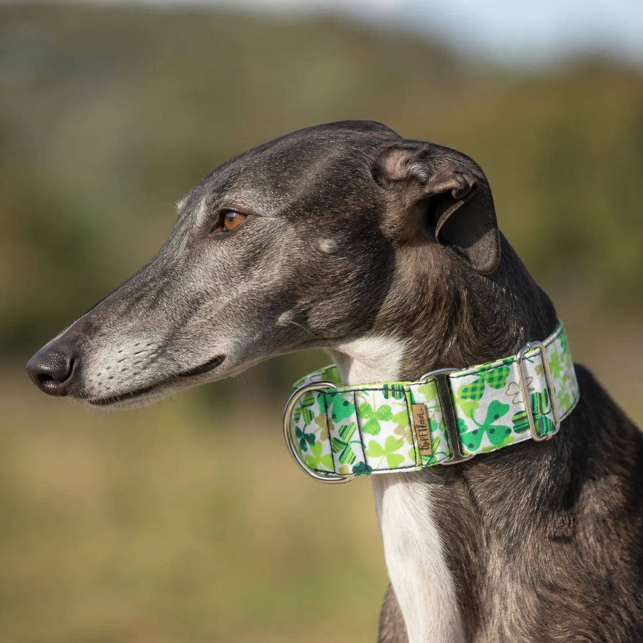 Fotografía de Collar martingale tréboles de ThePetLover