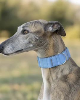 Fotografía de Collar martingale Azul de ThePetLover