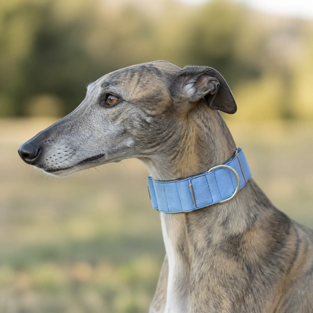 Fotografía de Collar martingale Azul de ThePetLover