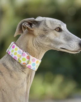 Fotografía de Collar martingale Puntos multicolor de ThePetLover