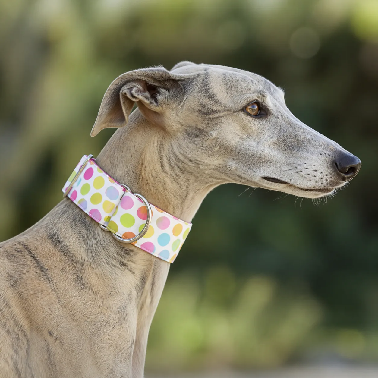 Fotografía de Collar martingale Puntos multicolor de ThePetLover