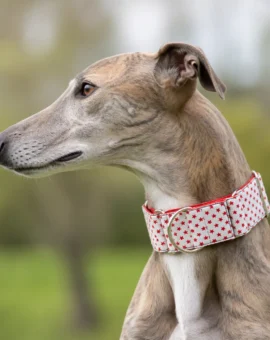Fotografía de Collar martingale Estrellas rojas de ThePetLover