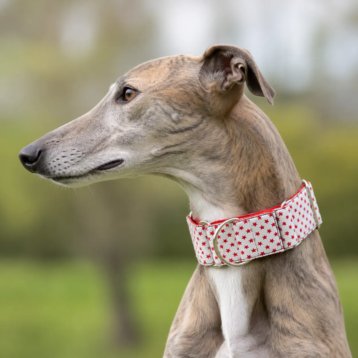 Fotografía de Collar martingale Estrellas rojas de ThePetLover