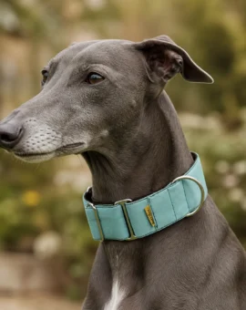 Galgo con collar martingale Choco Mint de ThePetLover y fondo desenfocado